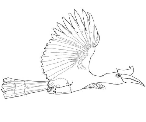 Flying Rhinoceros Hornbill Coloring Page